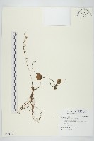 臺灣鬼督郵藏品圖，第1張