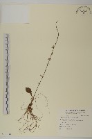 臺灣鬼督郵藏品圖，第1張