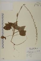 阿里山鬼督郵藏品圖，第1張