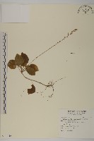 阿里山鬼督郵藏品圖，第1張