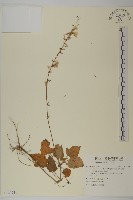 阿里山鬼督郵藏品圖，第1張