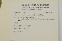 紫花霍香薊藏品圖，第2張