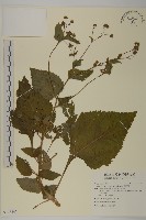 下田菊藏品圖，第1張