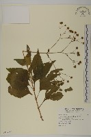 下田菊藏品圖，第1張