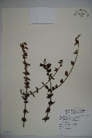 小葉莢迷藏品圖，第1張