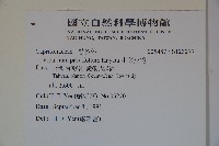 小葉莢迷藏品圖，第2張