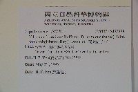 闊葉紅子仔藏品圖，第2張