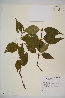 紅子莢迷藏品圖，第1張