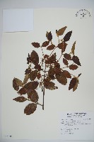 呂宋莢迷藏品圖，第1張