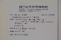 呂宋莢迷藏品圖，第2張