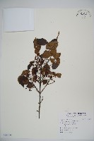 呂宋莢迷藏品圖，第1張