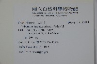 呂宋莢迷藏品圖，第2張