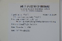 呂宋莢迷藏品圖，第2張