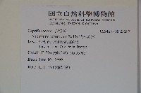 呂宋莢迷藏品圖，第2張