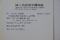 呂宋莢迷藏品圖，第2張