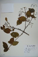 呂宋莢迷藏品圖，第1張