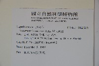 呂宋莢迷藏品圖，第2張