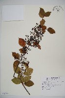 呂宋莢迷藏品圖，第1張