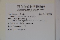 呂宋莢迷藏品圖，第2張