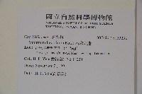 呂宋莢迷藏品圖，第2張
