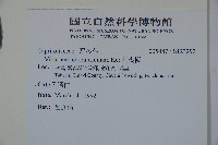 珊瑚樹藏品圖，第2張