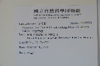 狹葉莢迷藏品圖，第2張