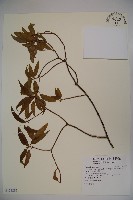 玉山糯米樹藏品圖，第1張