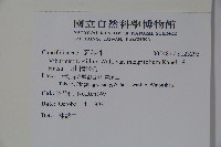 玉山糯米樹藏品圖，第2張