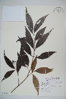 玉山糯米樹藏品圖，第1張