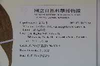 玉山糯米樹藏品圖，第2張