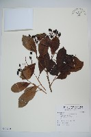 珊瑚樹藏品圖，第1張