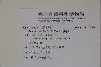 珊瑚樹藏品圖，第2張