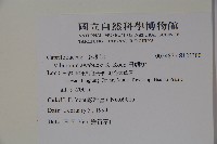 珊瑚樹藏品圖，第2張