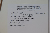 珊瑚樹藏品圖，第2張