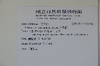 珊瑚樹藏品圖，第2張