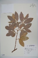 珊瑚樹藏品圖，第1張