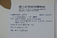 珊瑚樹藏品圖，第2張