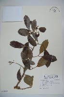 珊瑚樹藏品圖，第1張