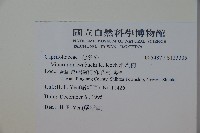 珊瑚樹藏品圖，第2張