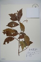 珊瑚樹藏品圖，第1張