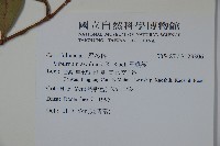 珊瑚樹藏品圖，第2張