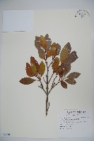 珊瑚樹藏品圖，第1張