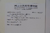 珊瑚樹藏品圖，第2張