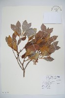 珊瑚樹藏品圖，第1張