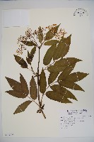 冇骨消、蒴翟藏品圖，第1張