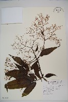 冇骨消、蒴翟藏品圖，第1張