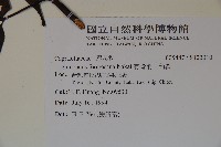 冇骨消、蒴翟藏品圖，第2張