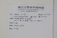 阿里山忍冬、漸尖葉忍冬藏品圖，第2張