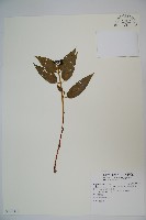 阿里山忍冬、漸尖葉忍冬藏品圖，第1張