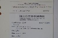 無梗忍冬藏品圖，第2張